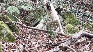Chicken Gyro in the Forest?