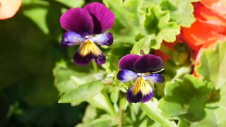 "Nature's Healing Power: A Journey to Wellness"