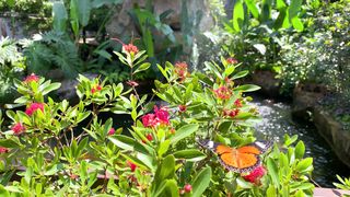 "Nature's Dance: Exploring the Rhythms of the Wild"