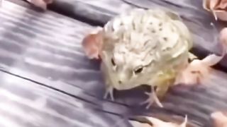 ???????????? 186