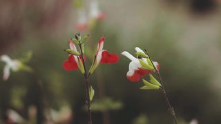 "Nature's Serenity: A Visual Escape"