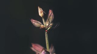 "Nature's Bounty: A Celebration of Earth's Beauty"