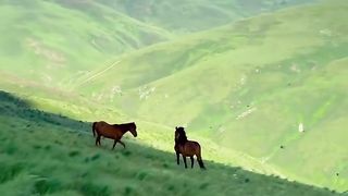 Natural video 55