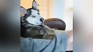 video_lucu_kucing_dan_????siap siap_tahan_tawa_