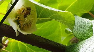 How bee stole the flower polen.
