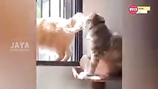 8_Menit_Video_Kucing_Lucu_Bikin_Ngakak_