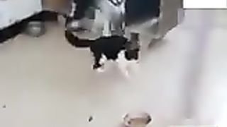 Kumpulan_hewan_lucu_bikin_ngakak