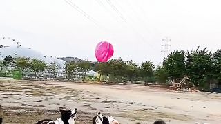 dogs playing volleyball