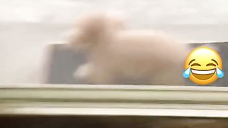 Funny dog