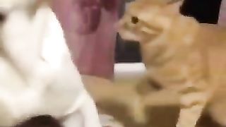 Poor Doggy