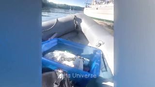 Trending Funny Animals ???? Funniest Dogs and Cats ????????