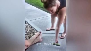 Funniest Animals 2023 ???? Best Cats and Dogs Videos ???????? 2