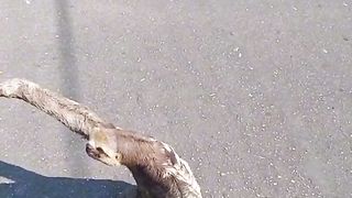ANIMAUX TITANIC