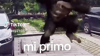 Sacré danse de singe