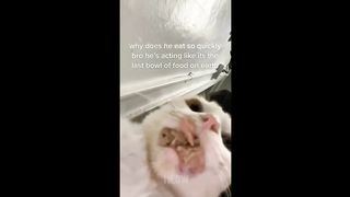 Funny Cat Trending ???? Pets Have Strong Affection In Food ????????