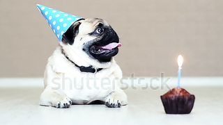 Birthday dog ​​????????