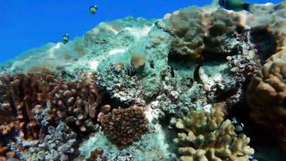 Dive into the Vibrant Life of Corals and Fish: An Underwater Spectacle of Colors and Movement.