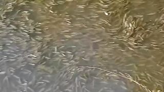Panen ikan di kali gausah mancing