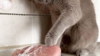 Cute Cats will be cats ????????
