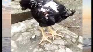 viral chicken doesn't stop chanting#fyp