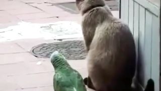 Cat & Peroat Friends video
