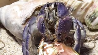 Crab video.