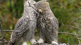 Bird's love kissing great horned OWL