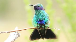 Colibri coruscans memamerkan plumaje.