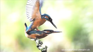 Eisvogel Paarung Kopulasi Kingfisher kawin.