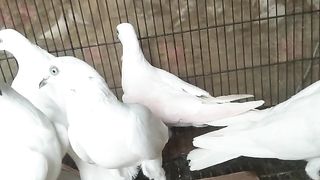 Beautiful pigeon pati waly