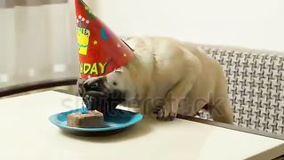 Cute dog 22