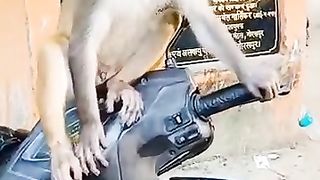 Funny Monkey Viral Video 41