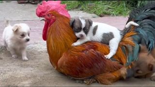 All the animals in my family are so cute.