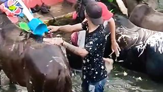 Kuda sedang mandii ..segerrrrrrr