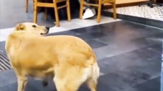 cutedogsof