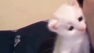 Mèo cute