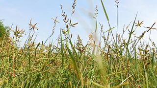 Beautiful Nature Video for Relaxation | Amazing Nature Scenery | Viral Video