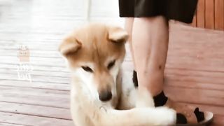 funy animals 3