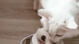 Cute cat 86