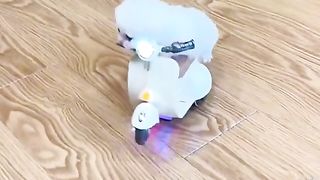 funny cat video 8