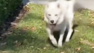 cat funny video 2