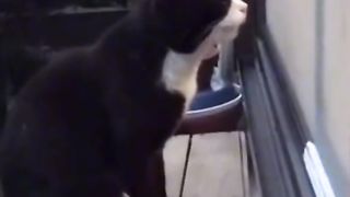 funny cat dog video