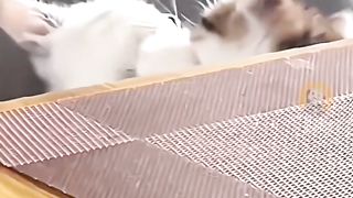 funny cat 84