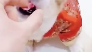 Vidéo comédie 2