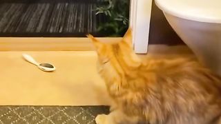 Funny Animals moment ????????