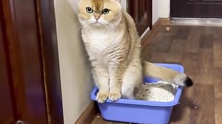 Приколи 462