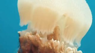 Biota laut