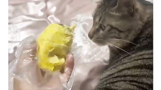 Speculation | Unusual Claims: Do Hoomans Eat Poo Poo? | BizarreNotions | FunFM