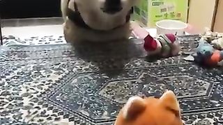 Dog gets angry at imitating toy