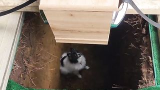 Unusual | Curious Dog's Unexpected Dive: Uncle's Grave at His Funeral | PawsOfMystery | FunFM